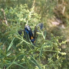 Lophyrotoma sp. (genus) (Sawfly) at Nicholls, ACT - 26 Jan 2023 by Amata