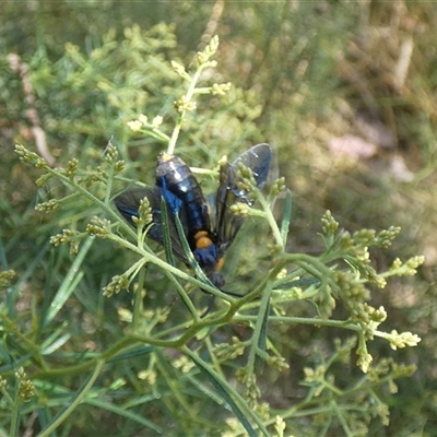 Pterygophorus cinctus at Nicholls, ACT - 25 Jan 2023 by Amata