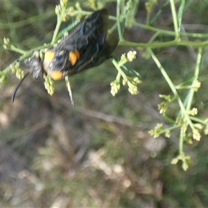 Lophyrotoma sp. (genus) at Nicholls, ACT - 26 Jan 2023 09:46 AM