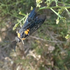 Lophyrotoma sp. (genus) at Nicholls, ACT - 26 Jan 2023 09:46 AM