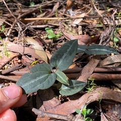 Clematis aristata (Mountain Clematis) at Cotter River, ACT - 8 Dec 2024 by Mulch