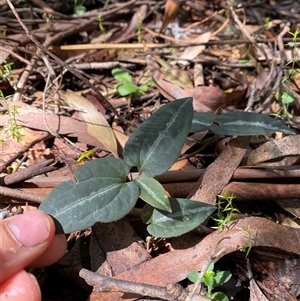 Clematis aristata at Cotter River, ACT - 8 Dec 2024 10:59 AM