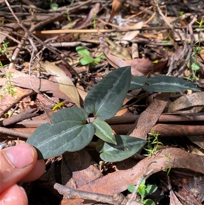 Clematis aristata (Mountain Clematis) at Cotter River, ACT - 8 Dec 2024 by Mulch