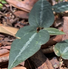 Clematis aristata at Cotter River, ACT - 8 Dec 2024 10:59 AM