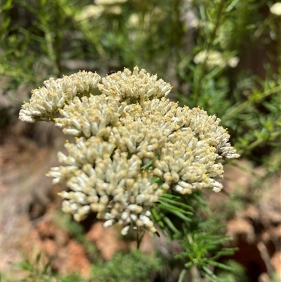 Cassinia aculeata (Common Cassinia) at Cotter River, ACT - 8 Dec 2024 by Mulch