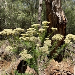 Cassinia aculeata at Cotter River, ACT - 8 Dec 2024