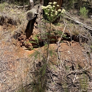 Cassinia aculeata at Cotter River, ACT - 8 Dec 2024 11:05 AM