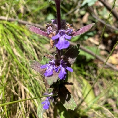 Ajuga australis (Austral Bugle) at Cotter River, ACT - 8 Dec 2024 by Mulch