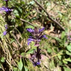 Ajuga australis at Cotter River, ACT - 8 Dec 2024