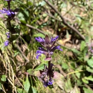 Ajuga australis at Cotter River, ACT - 8 Dec 2024