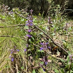 Ajuga australis at Cotter River, ACT - 8 Dec 2024