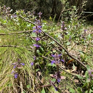 Ajuga australis at Cotter River, ACT - 8 Dec 2024