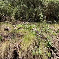 Ajuga australis at Cotter River, ACT - 8 Dec 2024