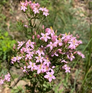 Centaurium erythraea at Cotter River, ACT - 8 Dec 2024 11:12 AM