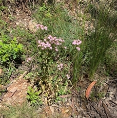 Centaurium erythraea at Cotter River, ACT - 8 Dec 2024 11:12 AM