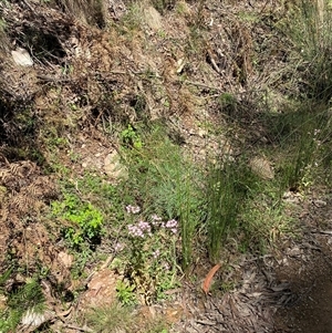 Centaurium erythraea at Cotter River, ACT - 8 Dec 2024 11:12 AM