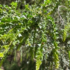 Acacia pravissima (Wedge-leaved Wattle, Ovens Wattle) at Cotter River, ACT - 8 Dec 2024 by Mulch