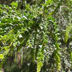 Acacia pravissima (Wedge-leaved Wattle, Ovens Wattle) at Cotter River, ACT by Mulch