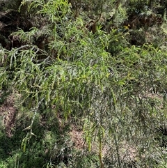 Acacia pravissima at Cotter River, ACT - 8 Dec 2024