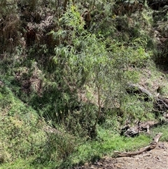 Acacia pravissima at Cotter River, ACT - 8 Dec 2024