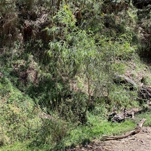 Acacia pravissima at Cotter River, ACT - 8 Dec 2024 11:13 AM