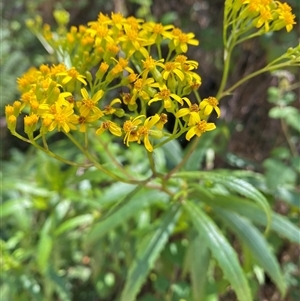 Senecio linearifolius at Cotter River, ACT - 8 Dec 2024