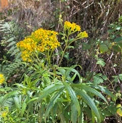 Senecio linearifolius at Cotter River, ACT - 8 Dec 2024 11:13 AM