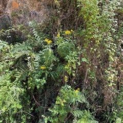 Senecio linearifolius at Cotter River, ACT - 8 Dec 2024