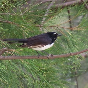 Rhipidura leucophrys (Willie Wagtail) at Isabella Plains, ACT by RodDeb