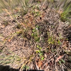 Vittadinia sp. (Fuzzweed) at Bredbo, NSW - 8 Dec 2024 by WhiteRabbit