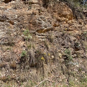 Xerochrysum viscosum at Cotter River, ACT - 8 Dec 2024 11:15 AM