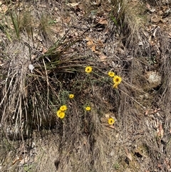 Xerochrysum viscosum at Cotter River, ACT - 8 Dec 2024