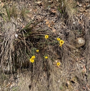 Xerochrysum viscosum at Cotter River, ACT - 8 Dec 2024 11:15 AM