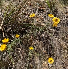 Xerochrysum viscosum at Cotter River, ACT - 8 Dec 2024 11:15 AM