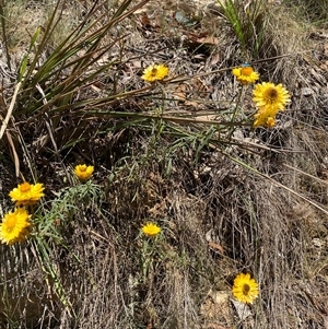 Xerochrysum viscosum at Cotter River, ACT - 8 Dec 2024