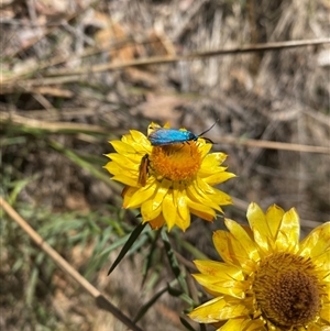 Xerochrysum viscosum at Cotter River, ACT - 8 Dec 2024 11:15 AM