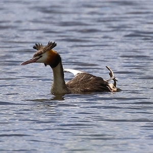 Podiceps cristatus at Isabella Plains, ACT - 7 Dec 2024 11:34 AM