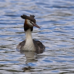 Podiceps cristatus at Isabella Plains, ACT - 7 Dec 2024