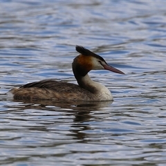 Podiceps cristatus at Isabella Plains, ACT - 7 Dec 2024