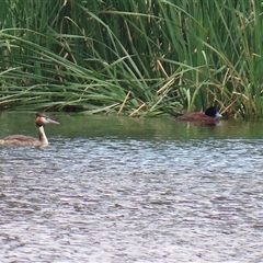 Podiceps cristatus at Isabella Plains, ACT - 7 Dec 2024