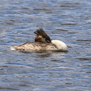 Podiceps cristatus at Isabella Plains, ACT - 7 Dec 2024