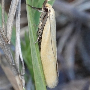 Telocharacta metachroa (A concealer moth) at Hall, ACT by Anna123