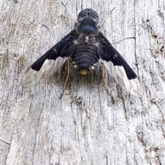 Balaana sp. (genus) (Bee Fly) at Barren Grounds, NSW - 8 Dec 2024 by PaperbarkNativeBees