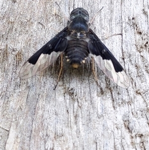 Balaana sp. (genus) at Barren Grounds, NSW - 8 Dec 2024