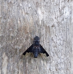 Balaana sp. (genus) at Barren Grounds, NSW - 8 Dec 2024 01:55 PM