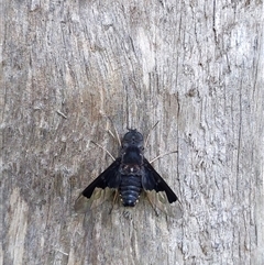 Balaana sp. (genus) at Barren Grounds, NSW - 8 Dec 2024