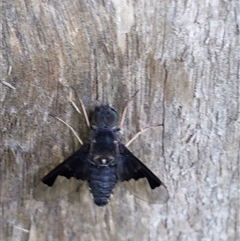 Balaana sp. (genus) at Barren Grounds, NSW - 8 Dec 2024