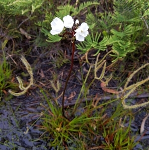 Drosera binata at Barren Grounds, NSW - 8 Dec 2024 11:45 AM