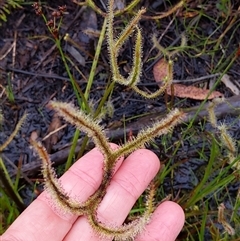 Drosera binata at Barren Grounds, NSW - 8 Dec 2024 11:45 AM