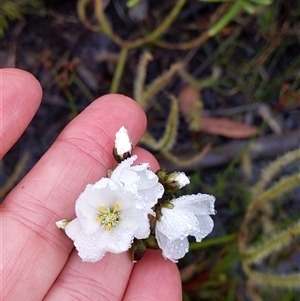 Drosera binata at Barren Grounds, NSW - 8 Dec 2024 11:45 AM